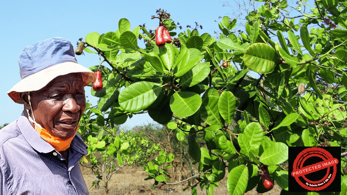 Social Nuts & More Processing (EA) EPZ Ltd