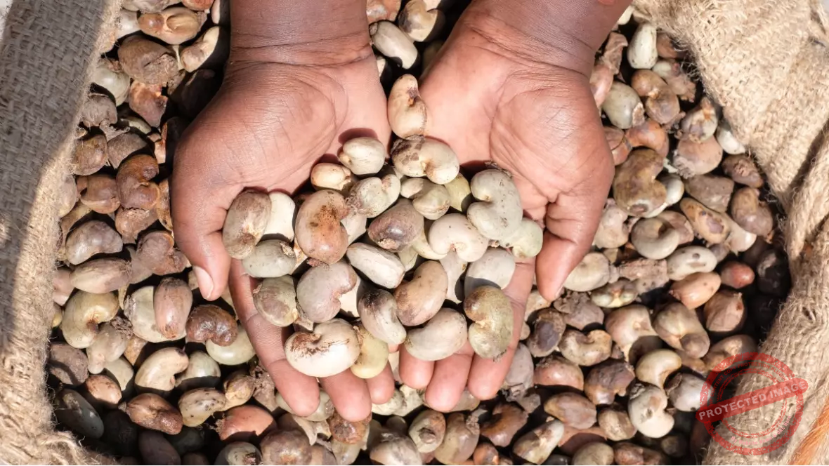 About Nuts & More Processing (EA) EPZ Ltd